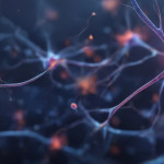 vegetative Nervensystem