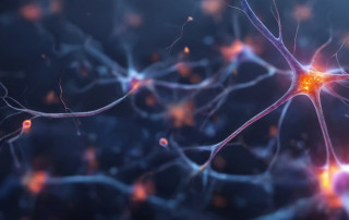 vegetative Nervensystem