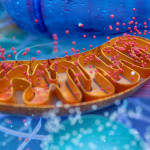Mitochondrien